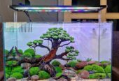 Aquascape baru ukuran 60x35x35