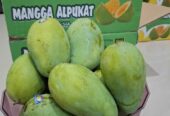Mangga alpukat 1 karton isi 5kg