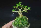 Tanaman Bonsai Hias, Sancang, Putri Malu Super