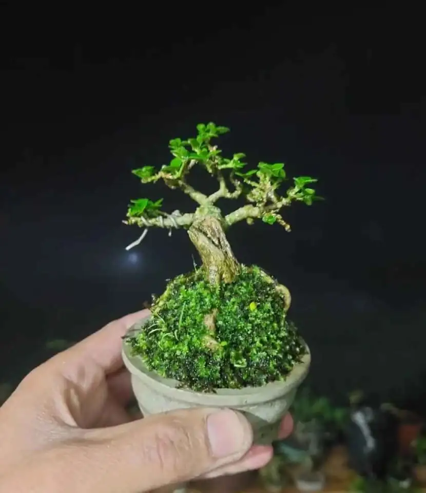 Tanaman Bonsai Hias, Sancang, Putri Malu Super