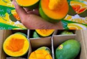 Mangga alpukat 1 karton isi 5kg