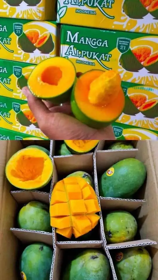 Mangga alpukat 1 karton isi 5kg