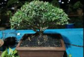 Tanaman Bonsai Hias, Sancang, Putri Malu Super