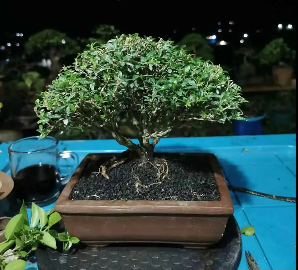 Tanaman Bonsai Hias, Sancang, Putri Malu Super