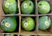 Mangga alpukat 1 karton isi 5kg