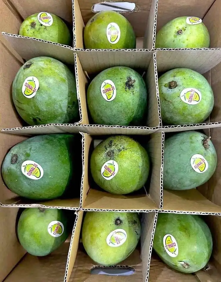 Mangga alpukat 1 karton isi 5kg