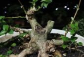 Tanaman Bonsai Hias, Sancang, Putri Malu Super