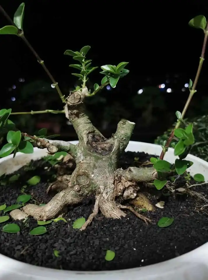 Tanaman Bonsai Hias, Sancang, Putri Malu Super