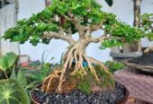 Tanaman Bonsai Hias, Sancang, Putri Malu Super