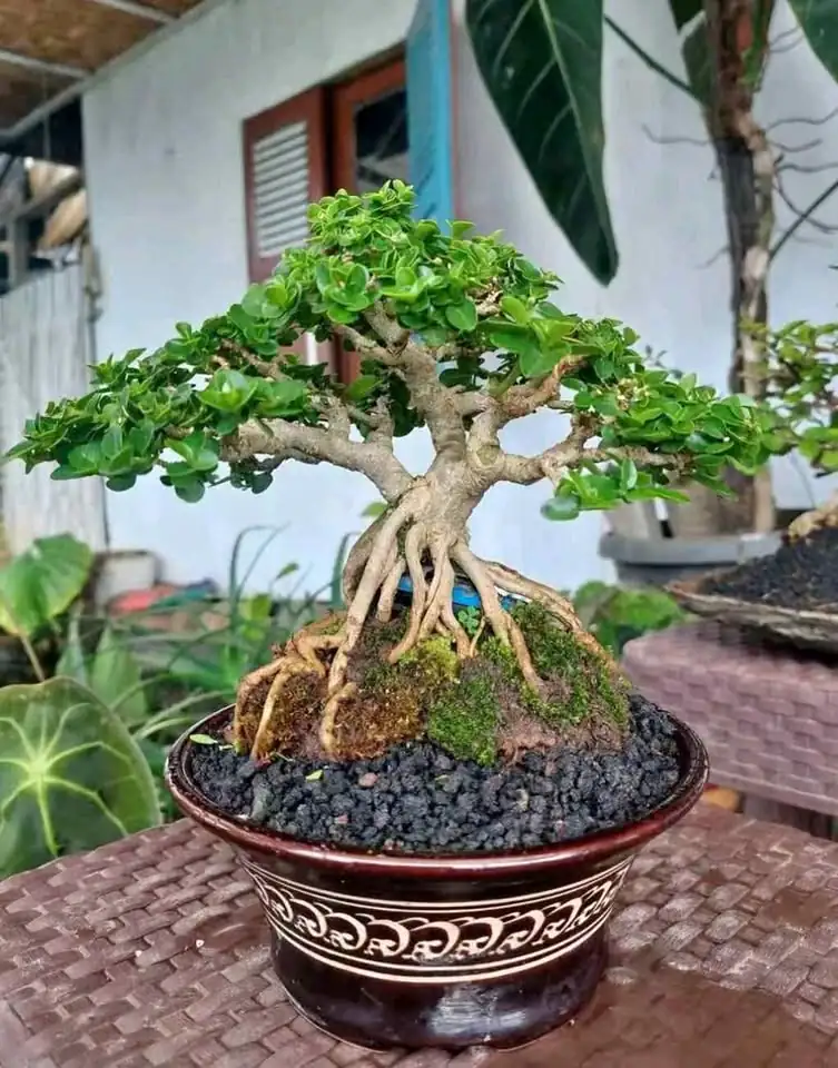 Tanaman Bonsai Hias, Sancang, Putri Malu Super