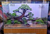 Aquascape baru ukuran 60x35x35