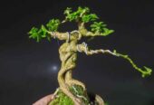 Tanaman Bonsai Hias, Sancang, Putri Malu Super