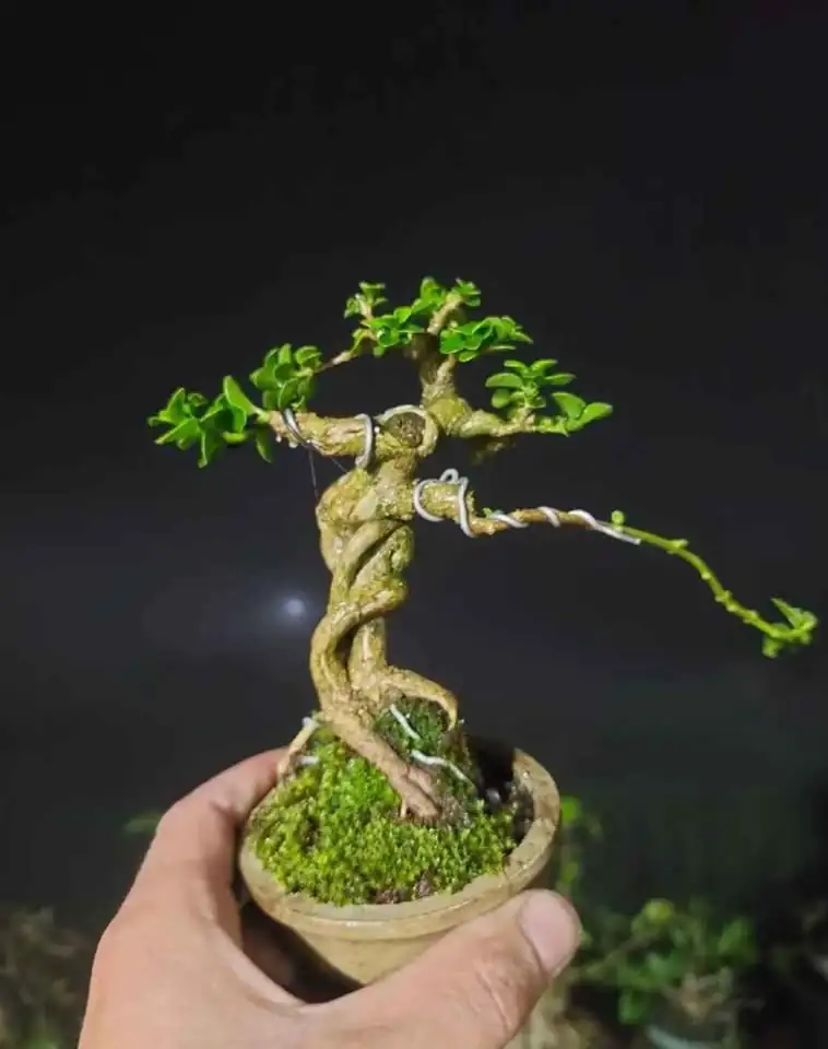 Tanaman Bonsai Hias, Sancang, Putri Malu Super