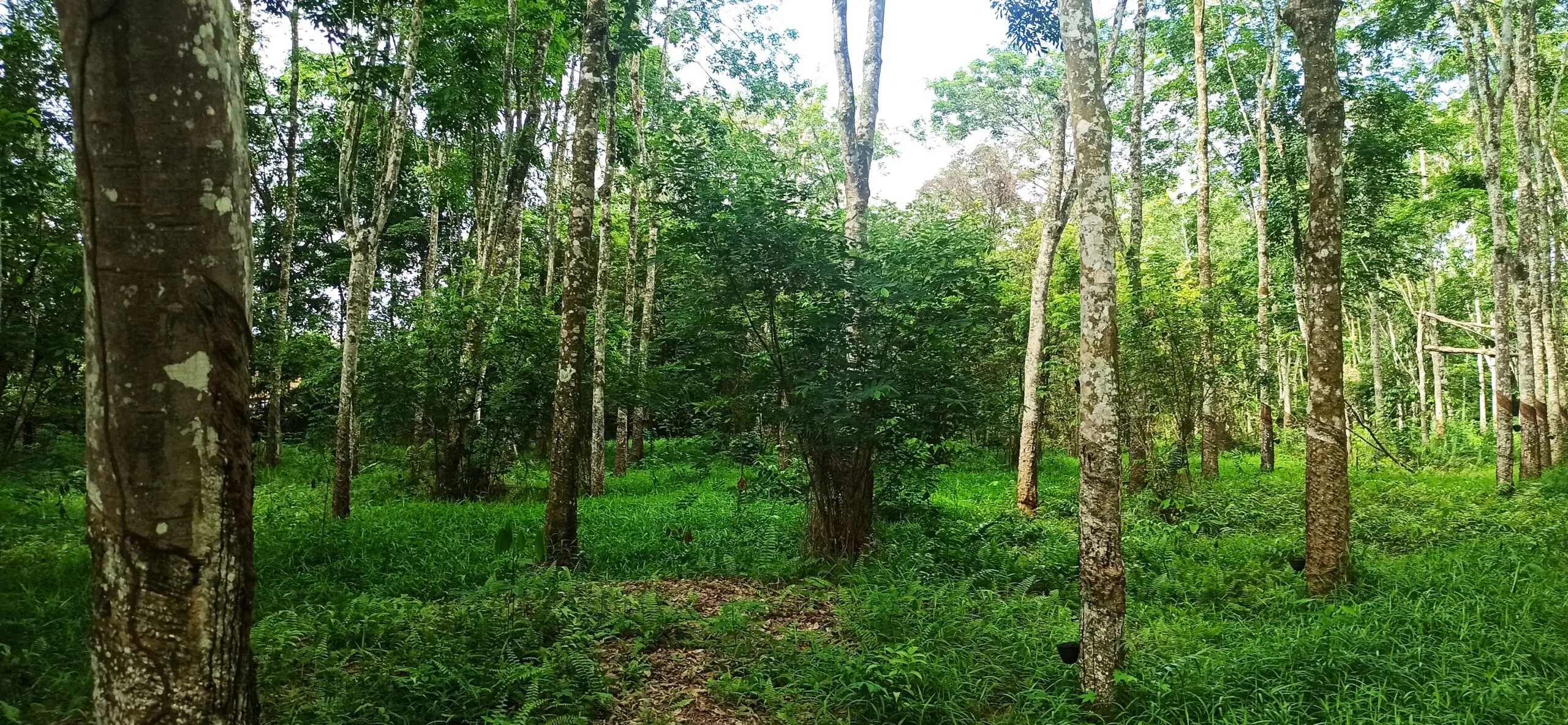 BU Jual Murah Tanah Strategis Di Sumatera Selatan. Palembang
