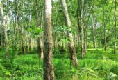 BU Jual Murah Tanah Strategis Di Sumatera Selatan. Palembang