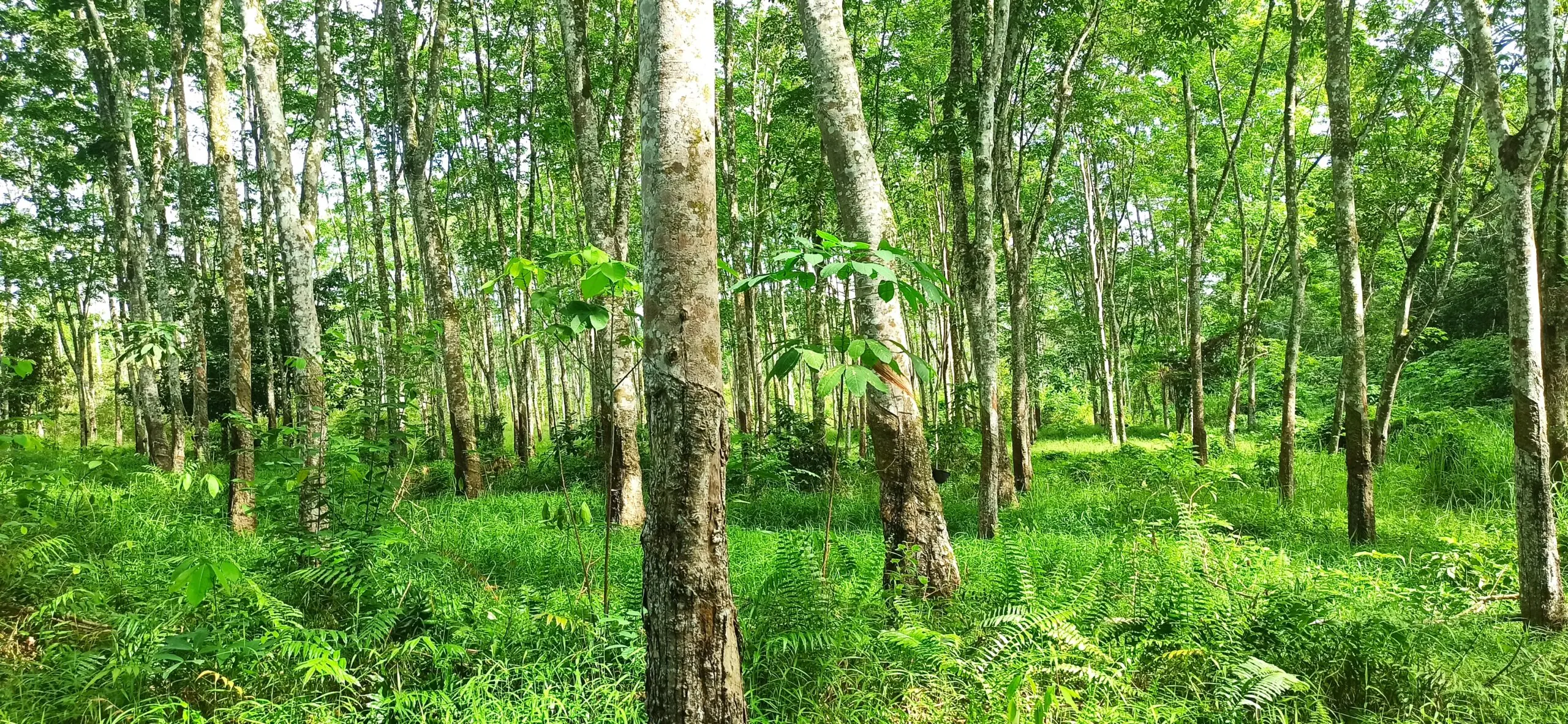 BU Jual Murah Tanah Strategis Di Sumatera Selatan. Palembang
