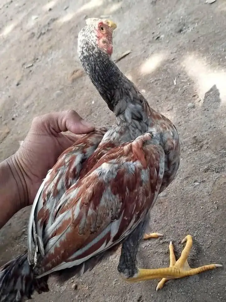 Ayam 6 ekor