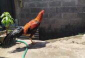 Dijual Ayam bangkok klasik