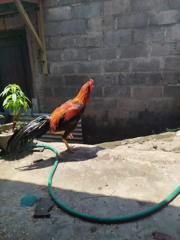 Dijual Ayam bangkok klasik