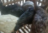 Jual anakan ayam kalkun sehat