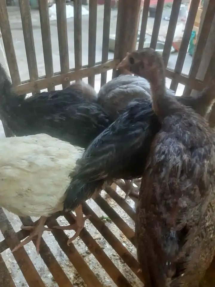 Jual anakan ayam kalkun sehat