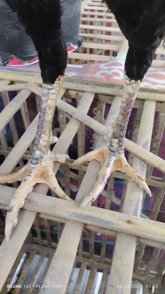 Dijual ayam bangkok mangon