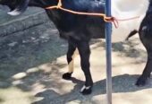 Kambing jantan jw randu / kendit