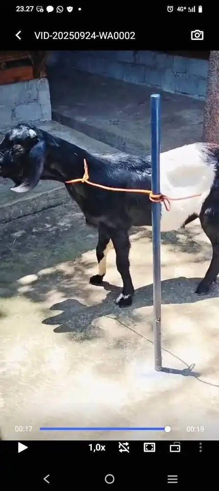 Kambing jantan jw randu / kendit