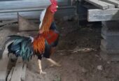 Monggo dijual ayam jagonya