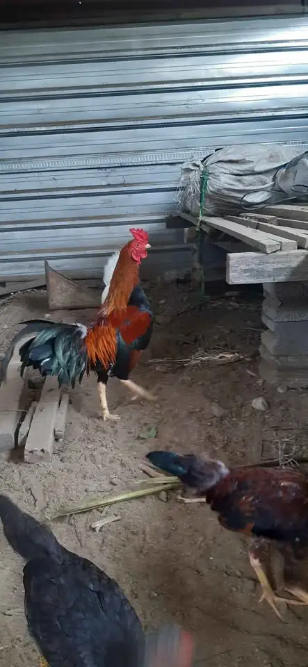 Monggo dijual ayam jagonya