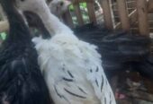 Jual anakan ayam kalkun sehat