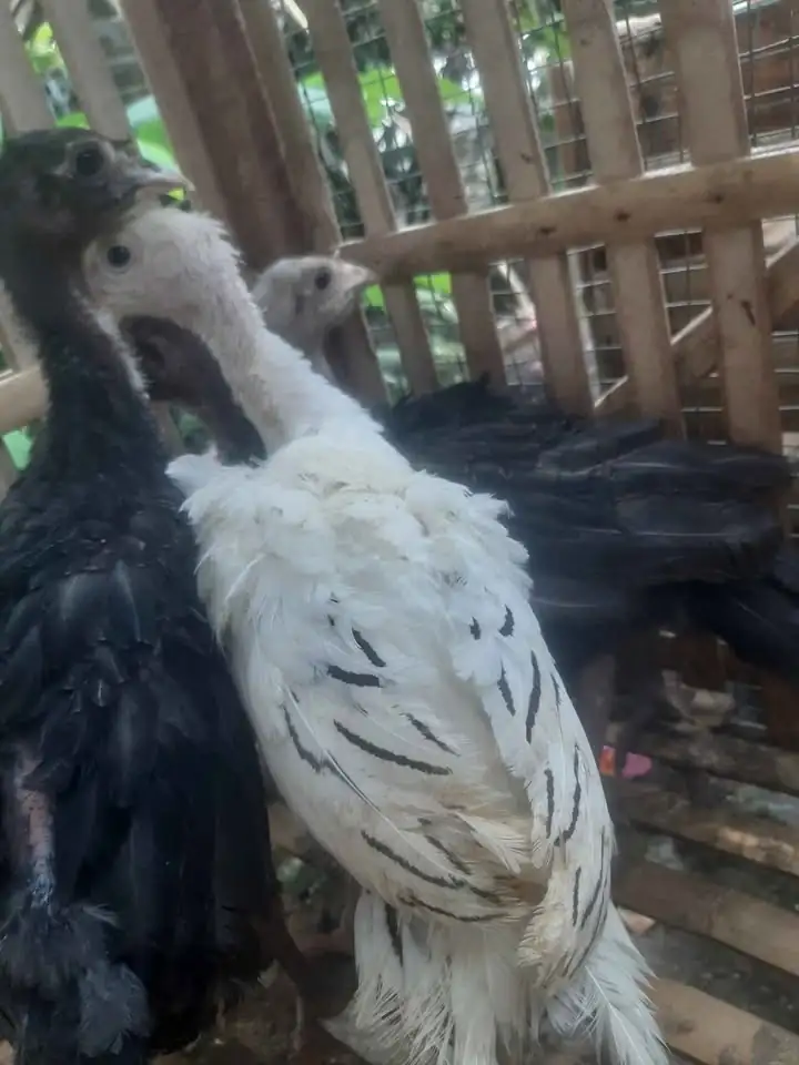 Jual anakan ayam kalkun sehat