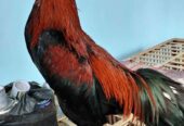 Dijual ayam bangkok mangon