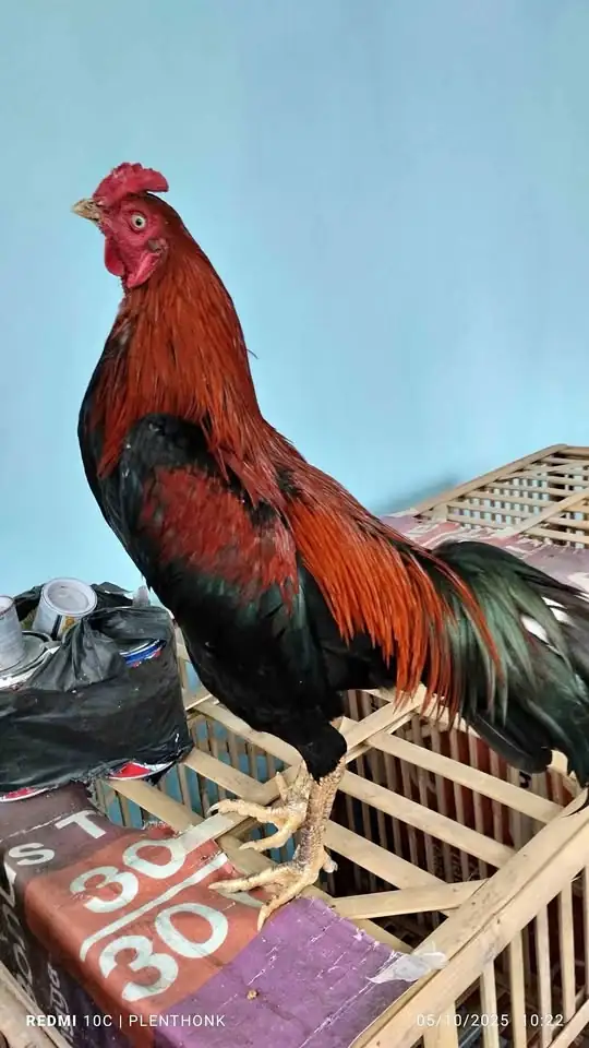 Dijual ayam bangkok mangon