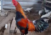 Monggo dijual ayam jagonya