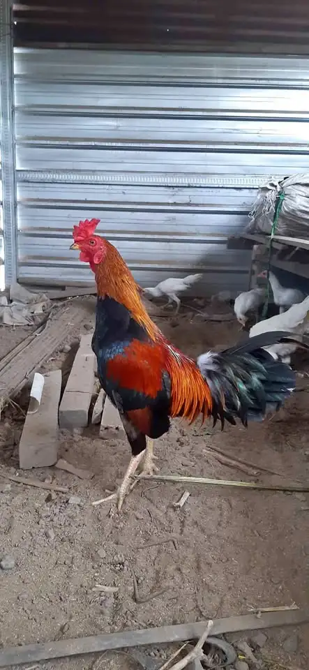 Monggo dijual ayam jagonya