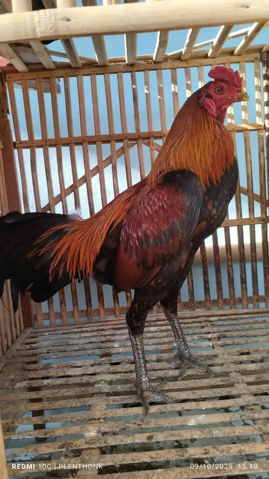 Dijual ayam jago mangon nego