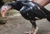 Dijual Ayam birma 5 ekor jantan