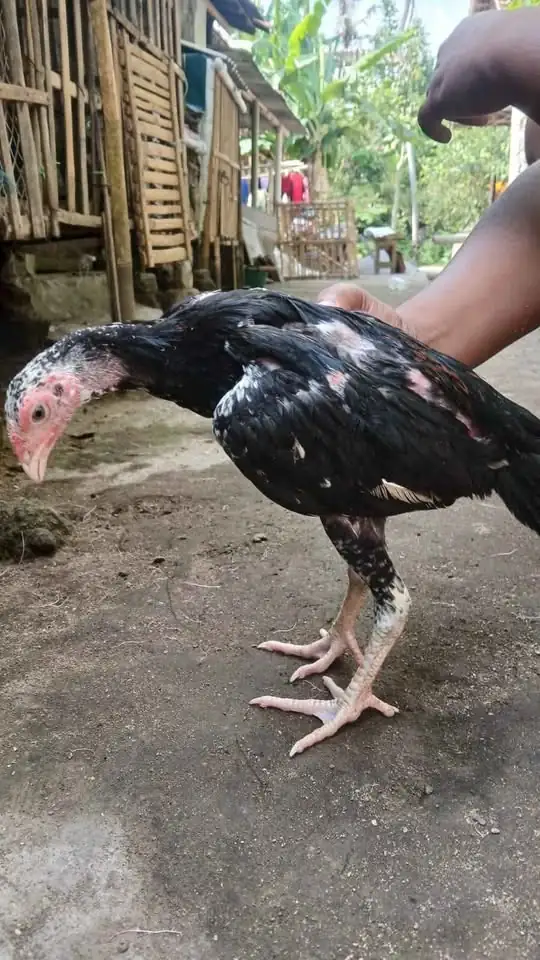 Dijual Ayam birma 5 ekor jantan