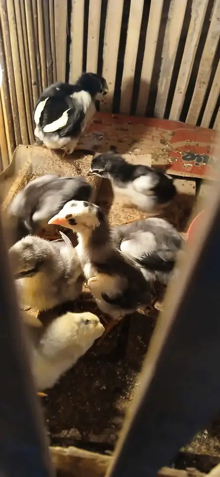 Kutukan ayam trad Vs mangon