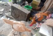 Ayam bangkok mangon Borongan