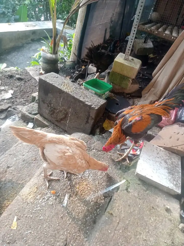 Ayam bangkok mangon Borongan