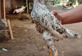 Dijual Ayam birma 5 ekor jantan