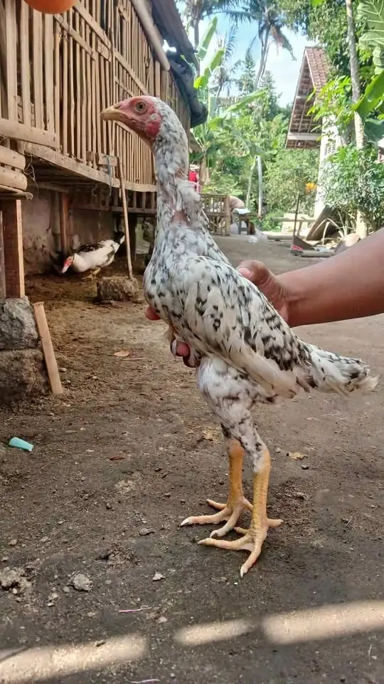 Dijual Ayam birma 5 ekor jantan