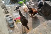 Ayam bangkok mangon Borongan