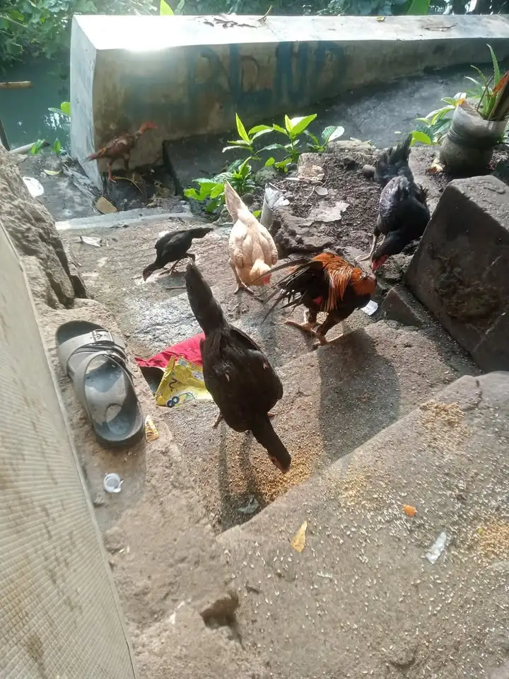 Ayam bangkok mangon Borongan