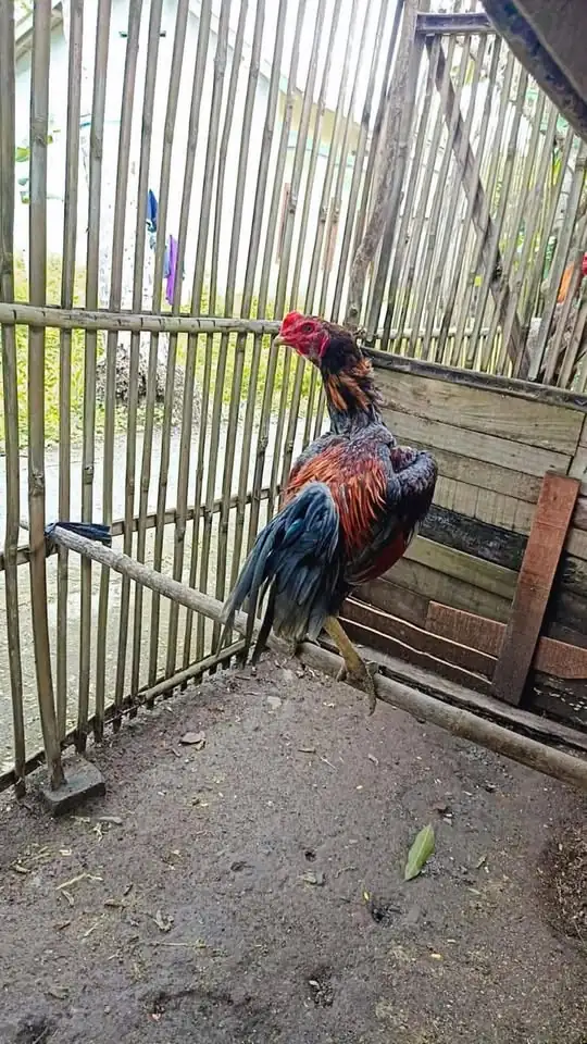 Ayam Jago