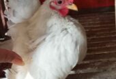 Ayam Serama 3 ekor borongan