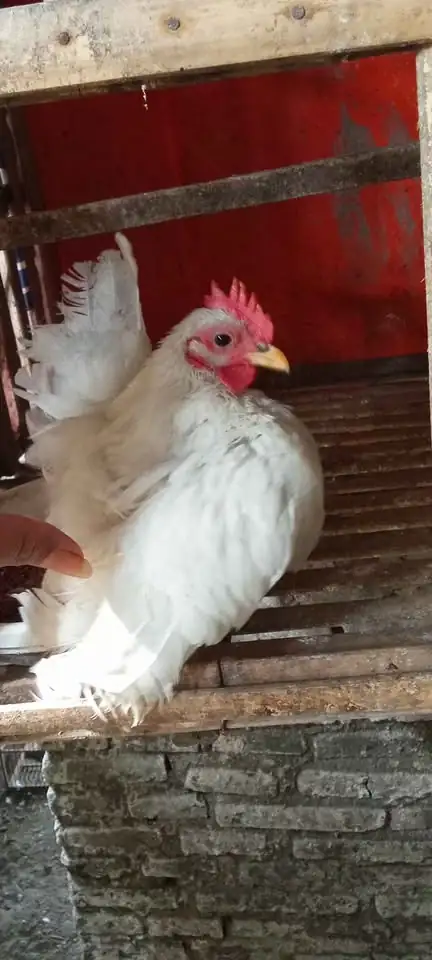 Ayam Serama 3 ekor borongan