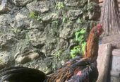 Dijual Ayam Mangon Bangkok